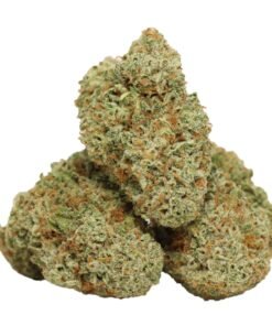 Mimosa